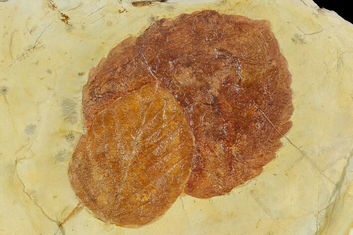 Pair Of Fossil Leaves (Zizyphoides & Beringiaphyllum) - Montana #115202